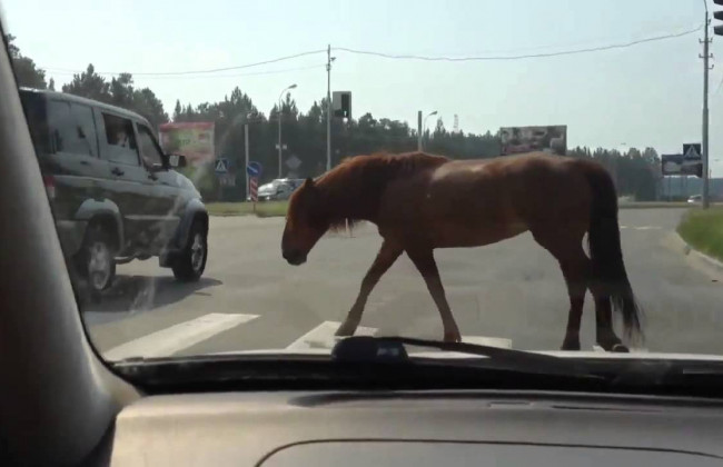 В Кривом Роге патрульные гонялись по городу за сбежавшей лошадью: видео