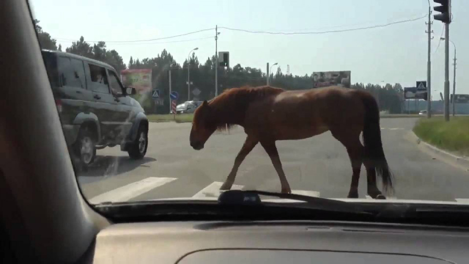 В Кривом Роге патрульные гонялись по городу за сбежавшей лошадью: видео