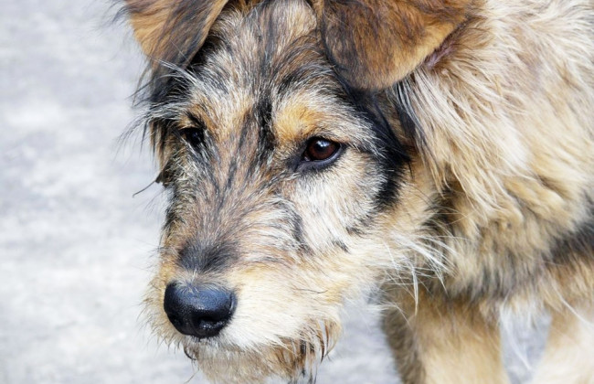 Гавкіт і сморід: киянка перетворила квартиру на притулок для вуличних собак