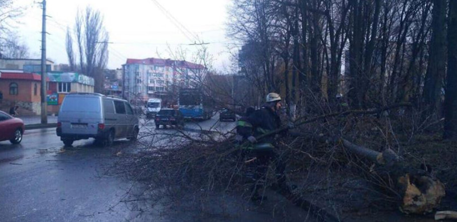 Трагедия в Виннице: дерево упало на 12-летнюю девочку