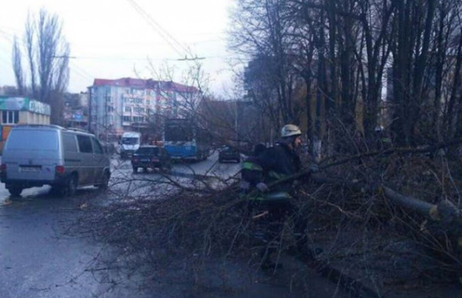 Трагедия в Виннице: дерево упало на 12-летнюю девочку