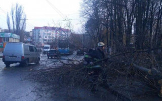 Трагедия в Виннице: дерево упало на 12-летнюю девочку