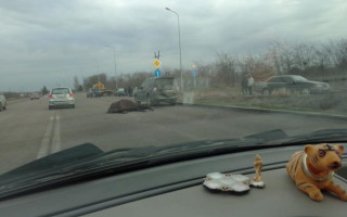 Серьезное ДТП на острове Хортица: водитель сбил лошадь