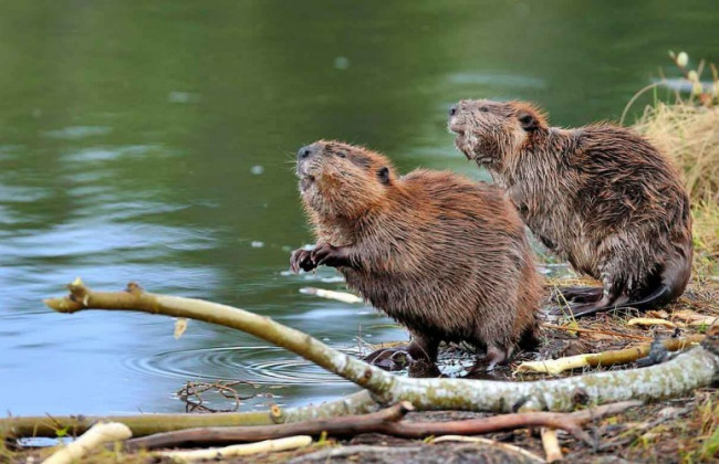 Киян попередили про нашестя бобрів: що слід знати