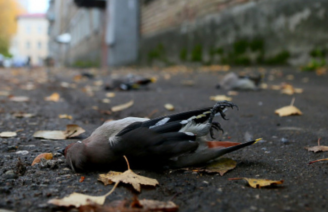 Массовая гибель птиц и животных произошла в Запорожской области