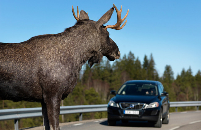Тройное ДТП со «скорой помощью» под Черниговом: виновником аварии стал лось