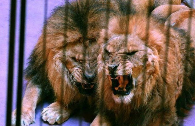 У Києві заборонили діяльність пересувних цирків з тваринами: суд підтвердив законність рішення КМДА