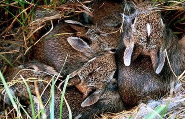 «Там сплять зайченята»: українців закликали не палити траву