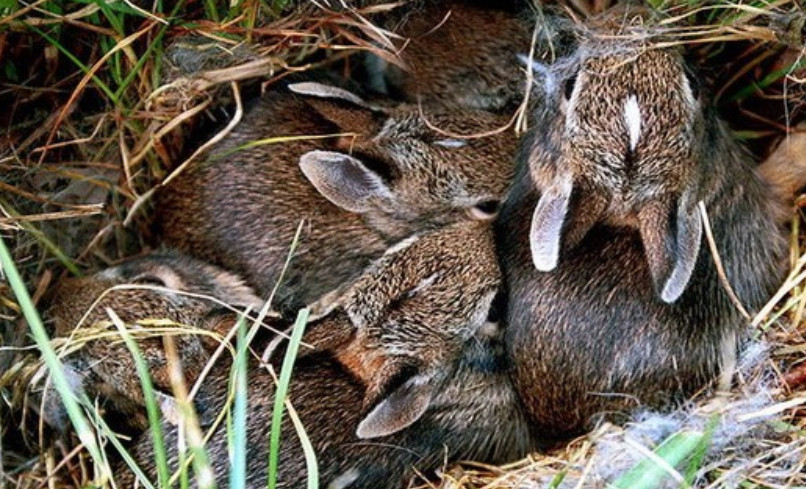«Там сплять зайченята»: українців закликали не палити траву