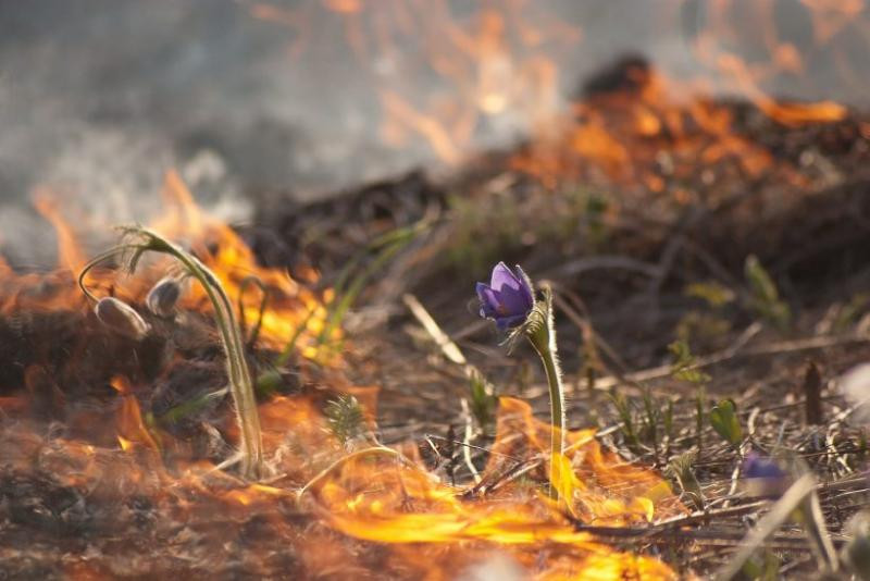 Штраф за сжигание травы и листьев: подготовлен новый законопроект