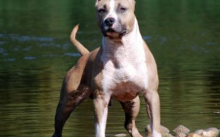 Бійцівський пес напав на жінку: суд зобов’язав власника тварини сплатити відшкодування