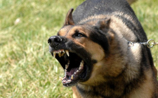 В Николаеве бешеный пес искусал восемь человек: подробности