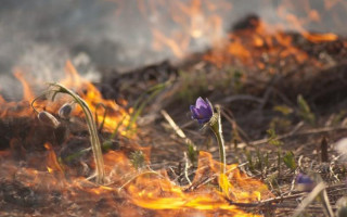 Избили за тушение горящей травы: инцидент в Черниговской области