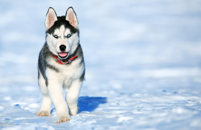 Трогательное спасение: под Киевом из выгребной ямы спасли хаски, фото