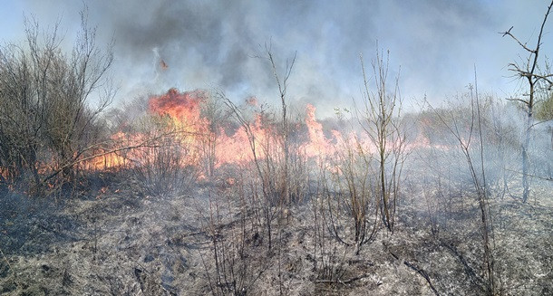 Масштабный пожар на Закарпатье: горело 35 гектаров леса