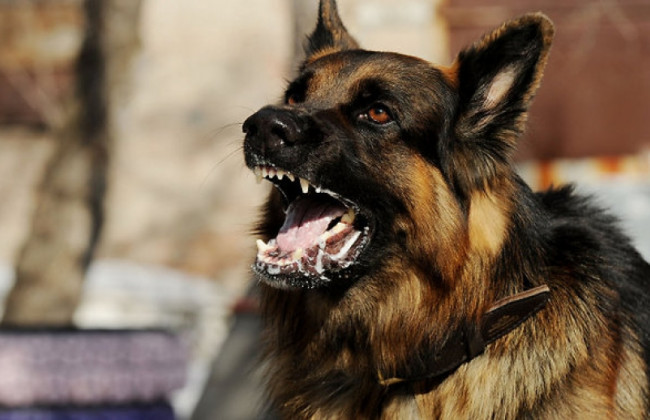 Множество глубоких ран: в Ровно собака искусала 4-летнего мальчика