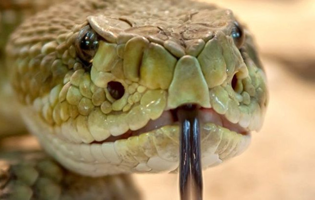 В Киеве из одного из офисов сбежала змея