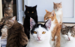 50 котов в одной квартире: женщина поставила Киев «на уши»