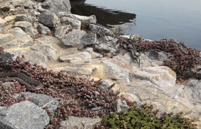 Опасная находка: возле ресторана в Днепре обнаружили  несколько десятков змей