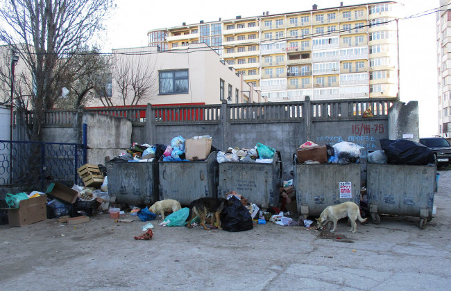 Моторошна знахідка: пакет з трупами знайшов собака на смітнику у Києві