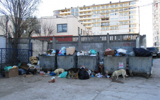 Моторошна знахідка: пакет з трупами знайшов собака на смітнику у Києві