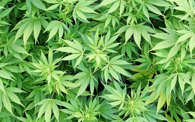 Киевлянин устроил в собственной квартире наркобизнес