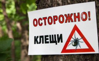 Что делать, если укусил клещ: 5 советов медиков