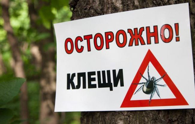 Что делать, если укусил клещ: 5 советов медиков