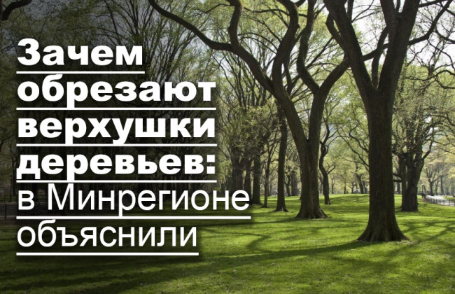 Зачем обрезают верхушки деревьев: в Минрегионе объяснили