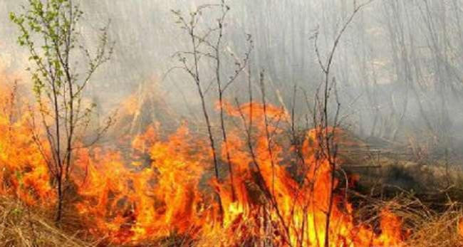 Пожежа на Рівненщині: горить один з найбільших в Україні природних заповідників