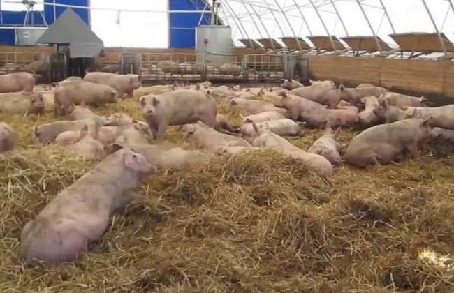 ЧП в Винницкой области: сожгли более трех сотен свиней