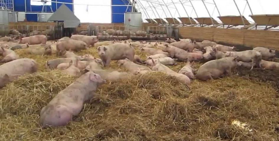 ЧП в Винницкой области: сожгли более трех сотен свиней