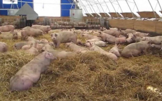 ЧП в Винницкой области: сожгли более трех сотен свиней