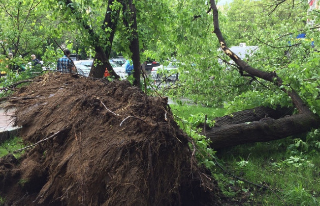 Мощный ветер массово повалил деревья в Одессе