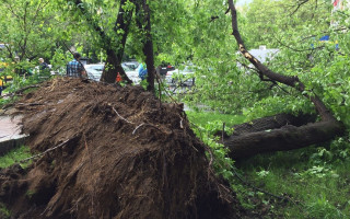 Мощный ветер массово повалил деревья в Одессе