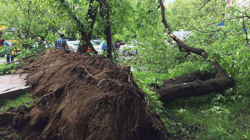 Мощный ветер массово повалил деревья в Одессе