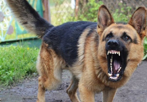 Покусала двох жінок: суд Хмельницька конфіскував собаку та оштрафував господаря