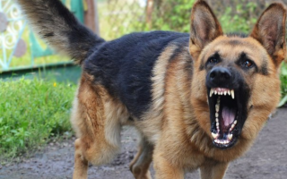 Покусала двох жінок: суд Хмельницька конфіскував собаку та оштрафував господаря