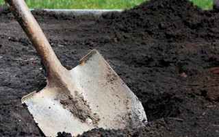 Вбив і закопав тіло у лісосмузі: жорстоке вбивство сколихнуло українське місто