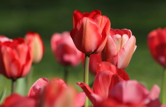 Киевляне поймали дерзкую воровку цветов: есть подробности