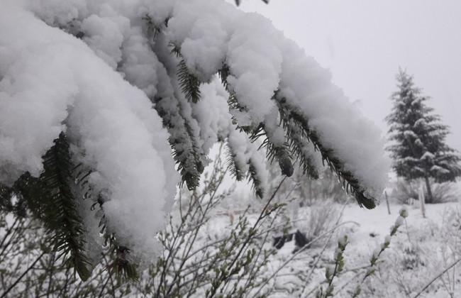 Снігопад у Карпатах: у мережі показали вражаючі фото і відео