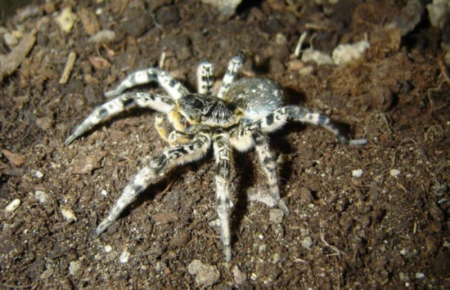 Опасная находка: возле школы под Днепром обнаружили около 20 тарантулов, фото