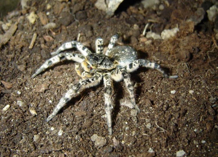 Опасная находка: возле школы под Днепром обнаружили около 20 тарантулов, фото