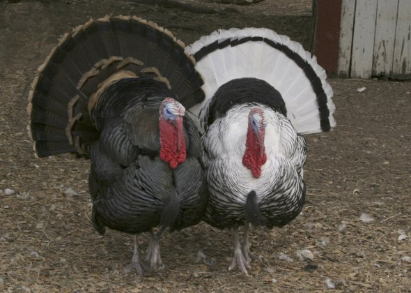 Погрожували автоматом: зловмисники викрали у бізнесмена двох індиків