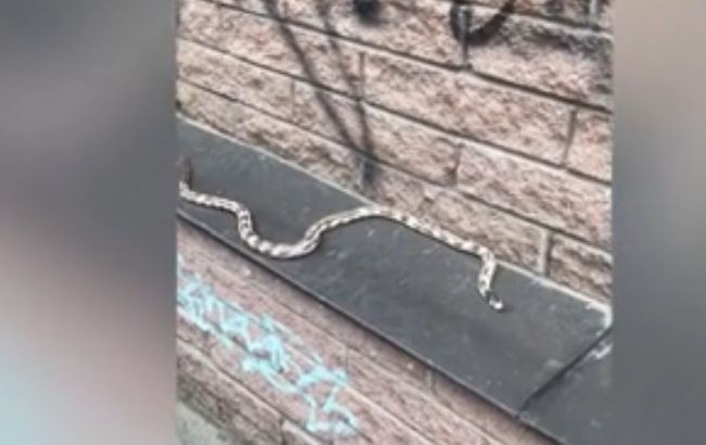 Киян налякала змія у центрі столиці