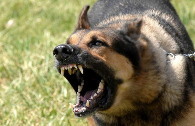 Нападение собаки на ребенка под Киевом: есть новые подробности
