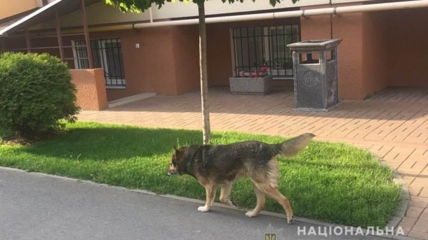 Собака покусав 8-річну дівчинку на Київщині