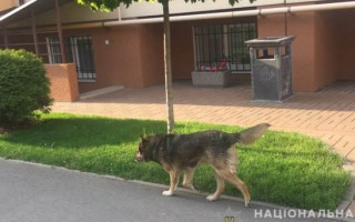 Собака покусав 8-річну дівчинку на Київщині
