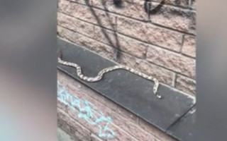 Киян налякала змія у центрі столиці