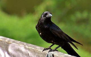 В столичном детсаду вороны напали на детей